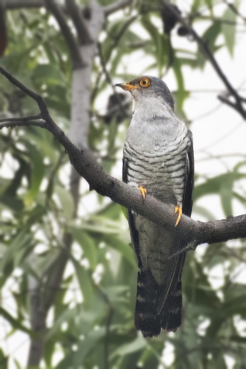 Common Cuckoo - ML621226892