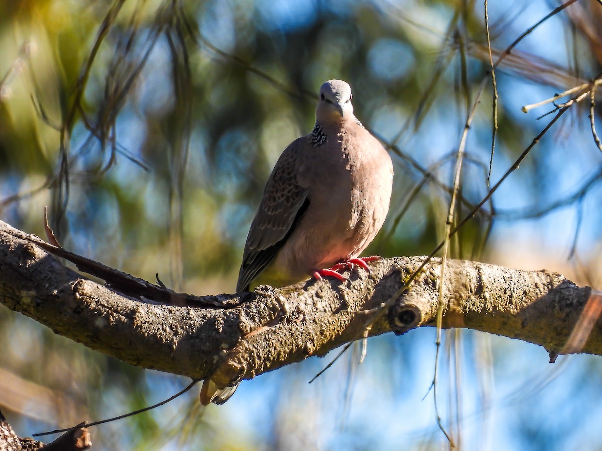 Spotted Dove - ML621226904
