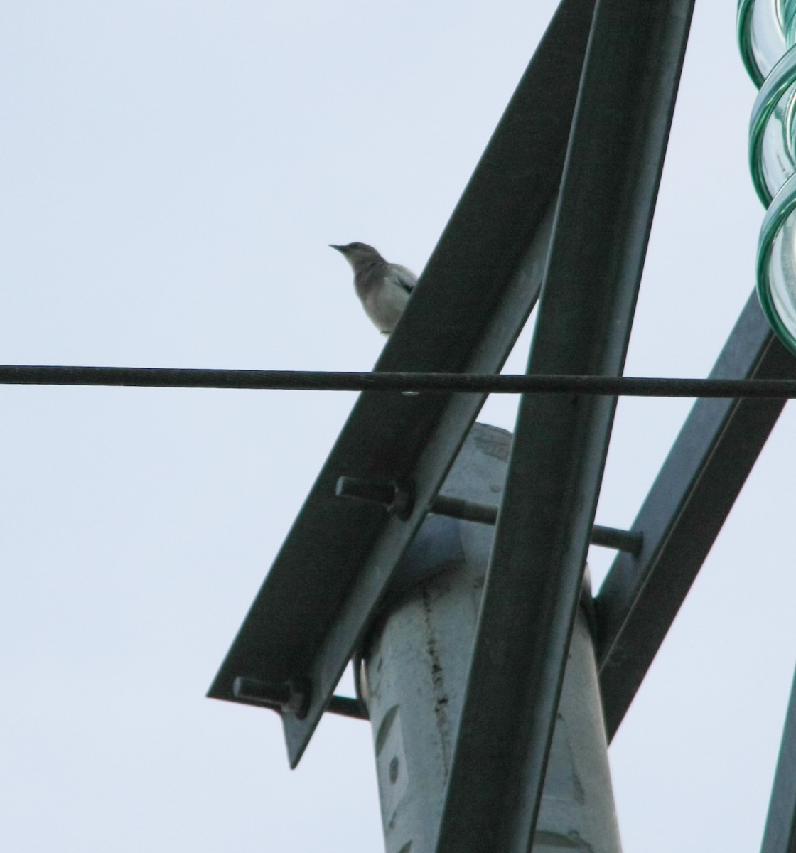 White-shouldered Starling - ML621226923