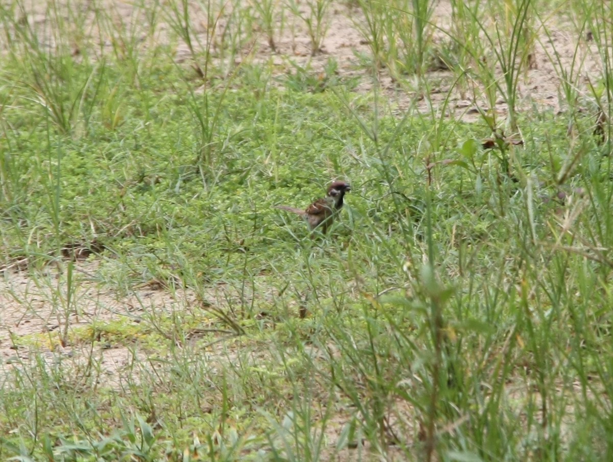 Eurasian Tree Sparrow - ML621226940
