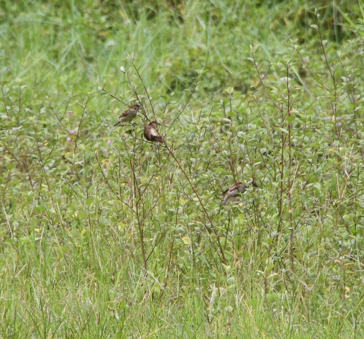 Eurasian Tree Sparrow - ML621226941