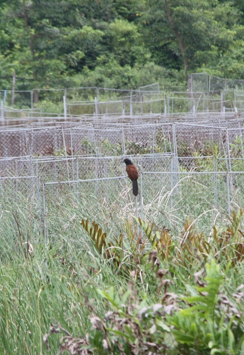 Greater Coucal - ML621226950
