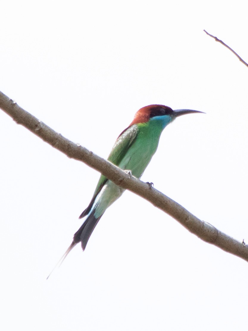 Blue-throated Bee-eater - ML621226975