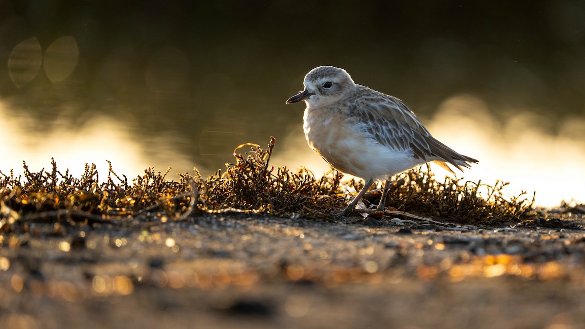 Red-breasted Dotterel - ML621227003
