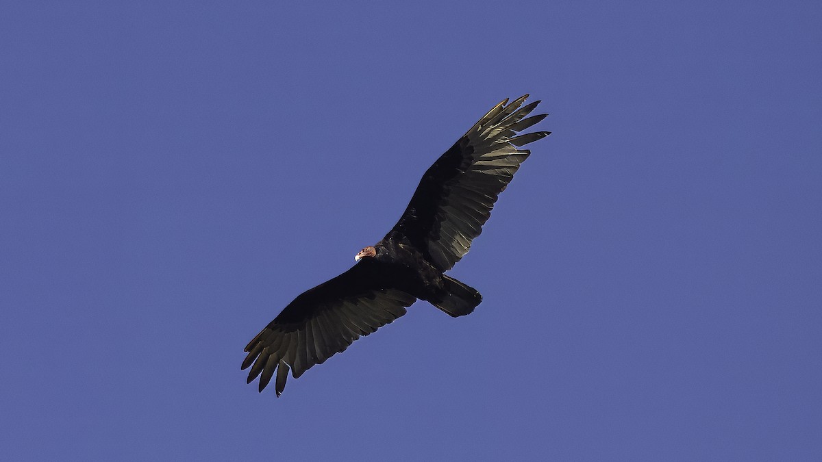 Turkey Vulture (Tropical) - ML621227048