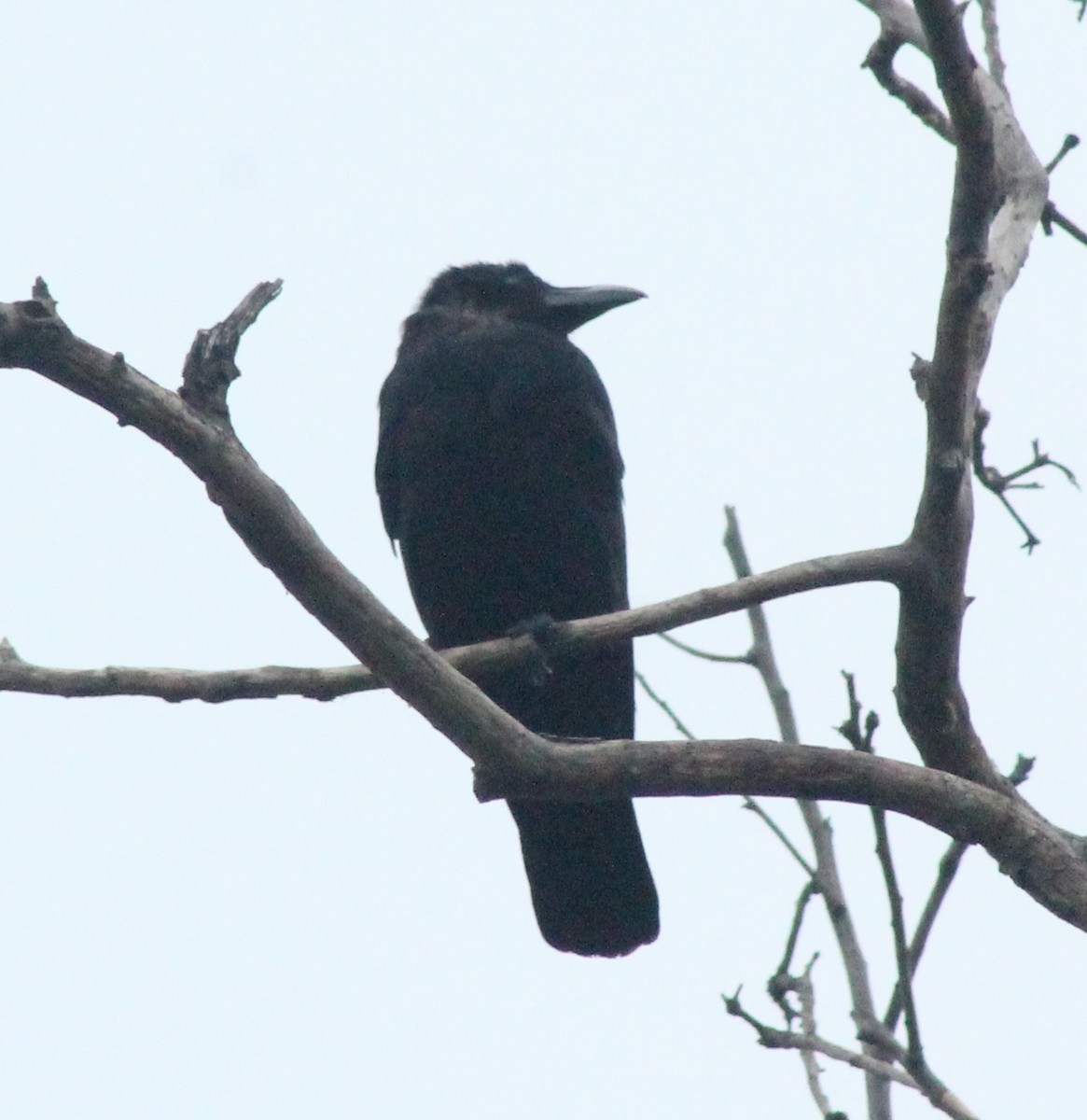 Large-billed Crow - ML621227112