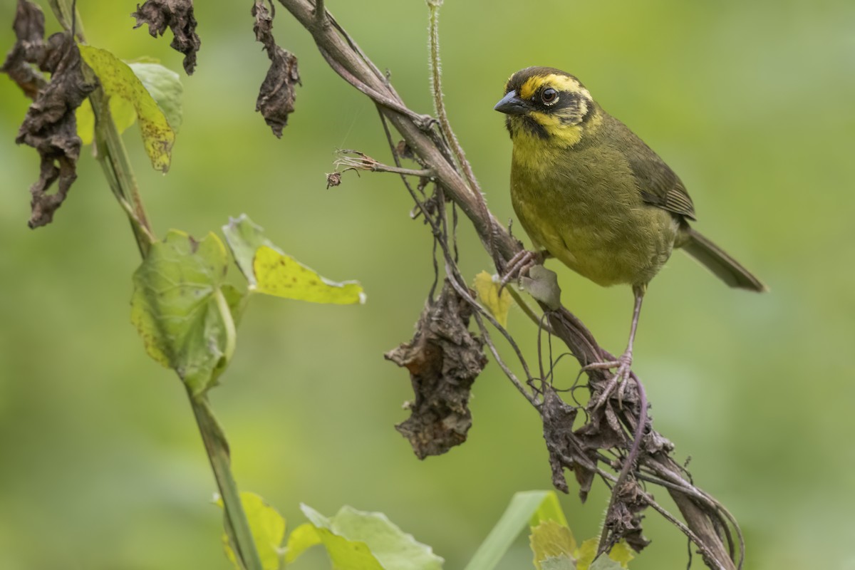 Yellow-striped Brushfinch - ML621227144