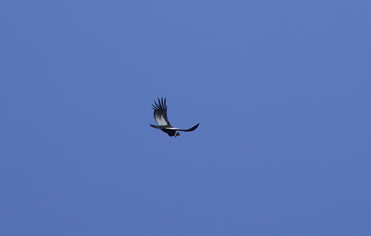 Condor des Andes - ML621227146