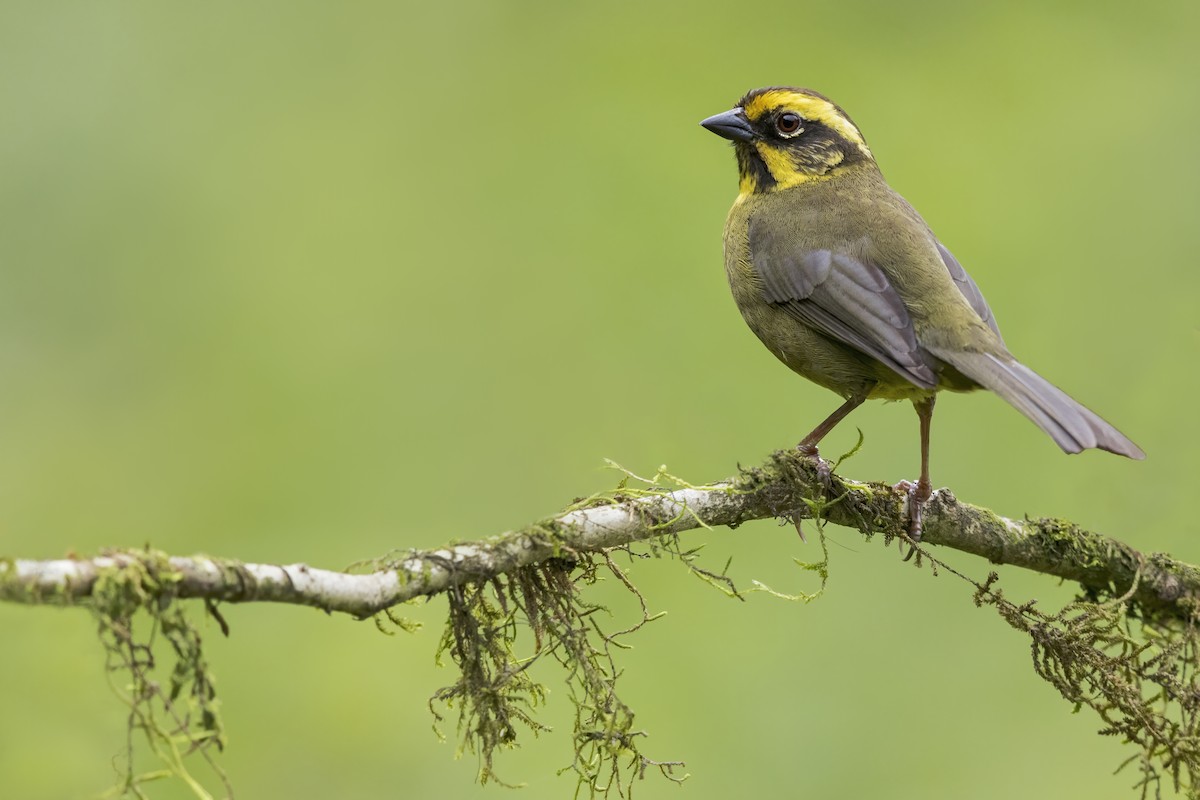 Yellow-striped Brushfinch - ML621227149