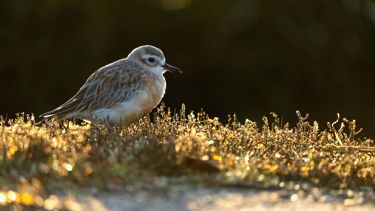 Red-breasted Dotterel - ML621227160