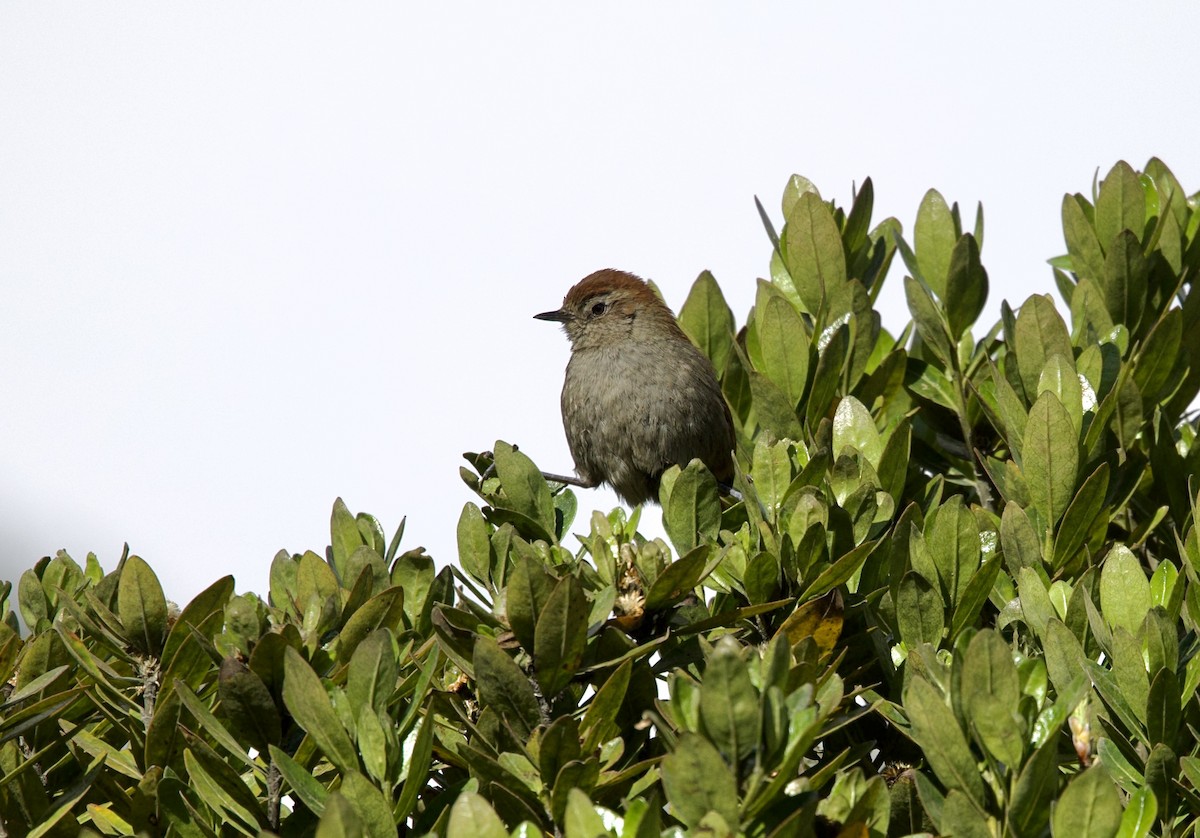 Andean Tit-Spinetail - ML621227184