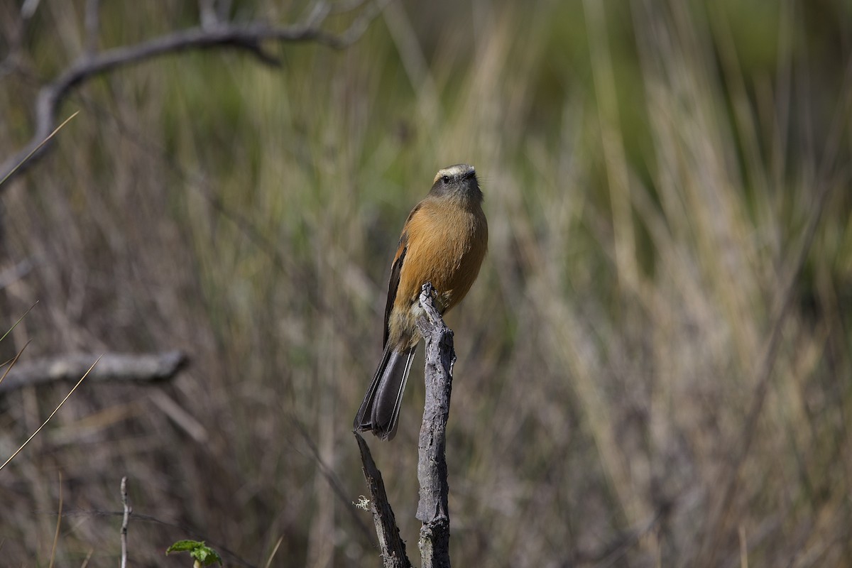 Brown-backed Chat-Tyrant - ML621227190