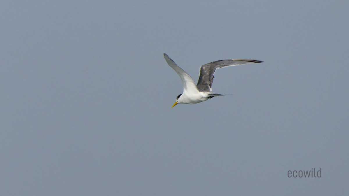 Great Crested Tern - ML621227193