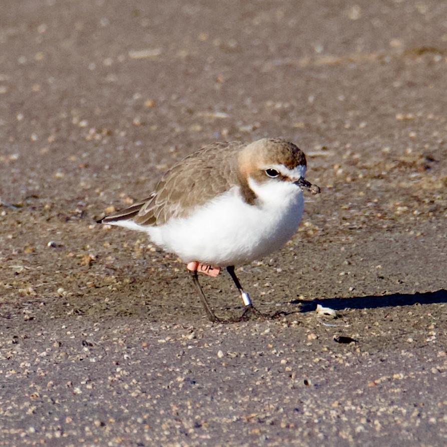 Red-capped Plover - ML621227195
