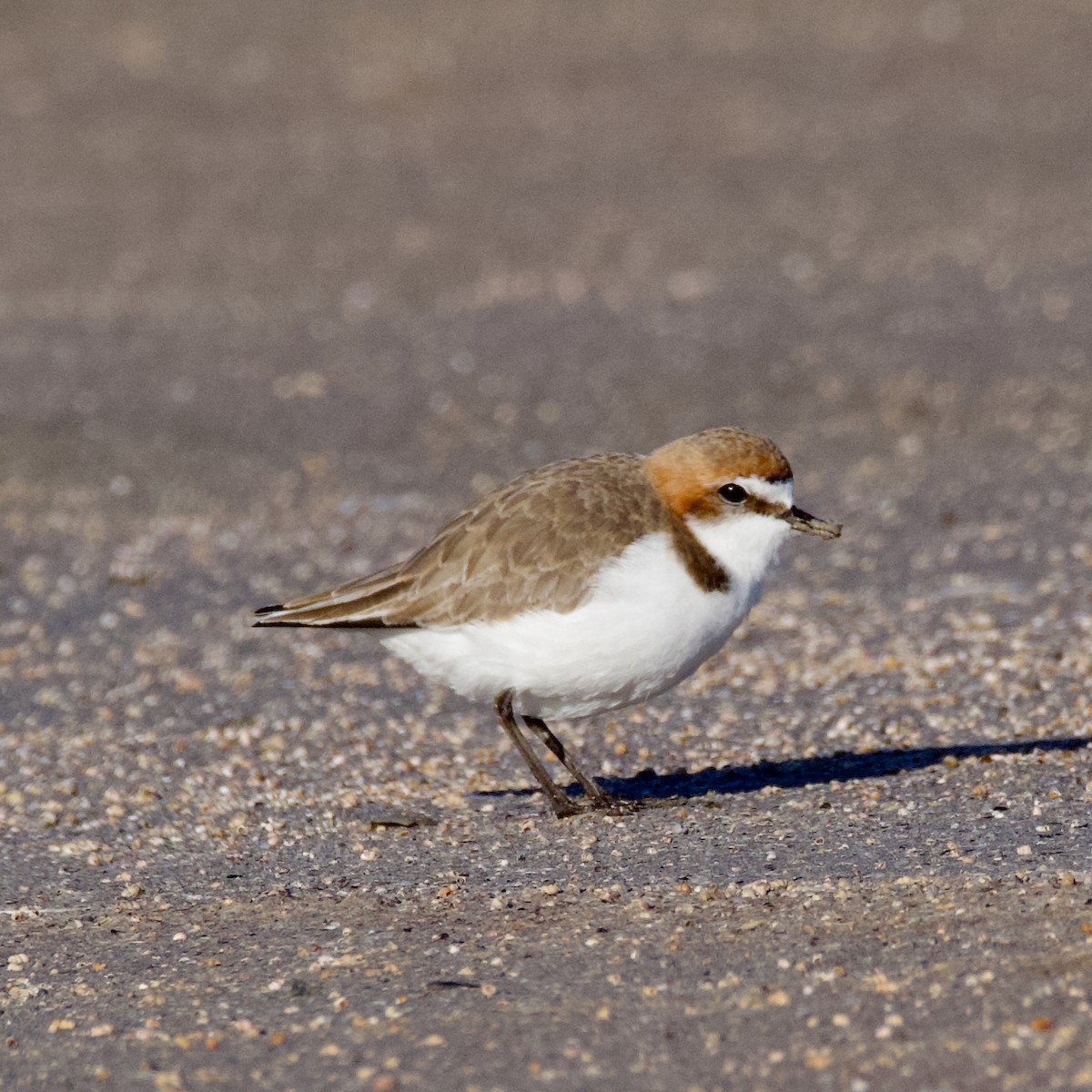 Red-capped Plover - ML621227196