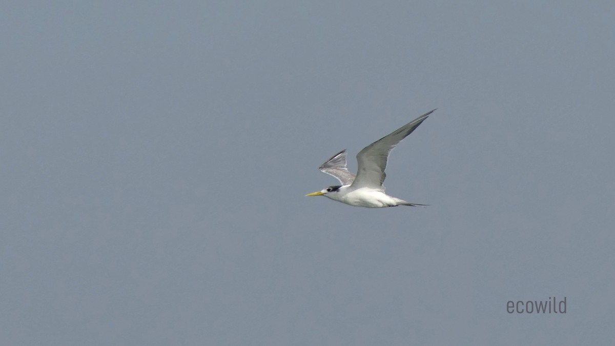 Great Crested Tern - ML621227207