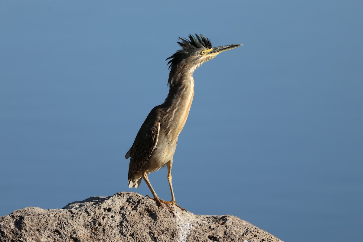 Airone striato - ML621227214