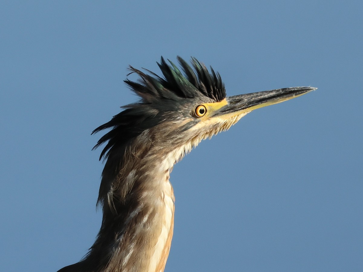 Little Heron - Selim Toprak