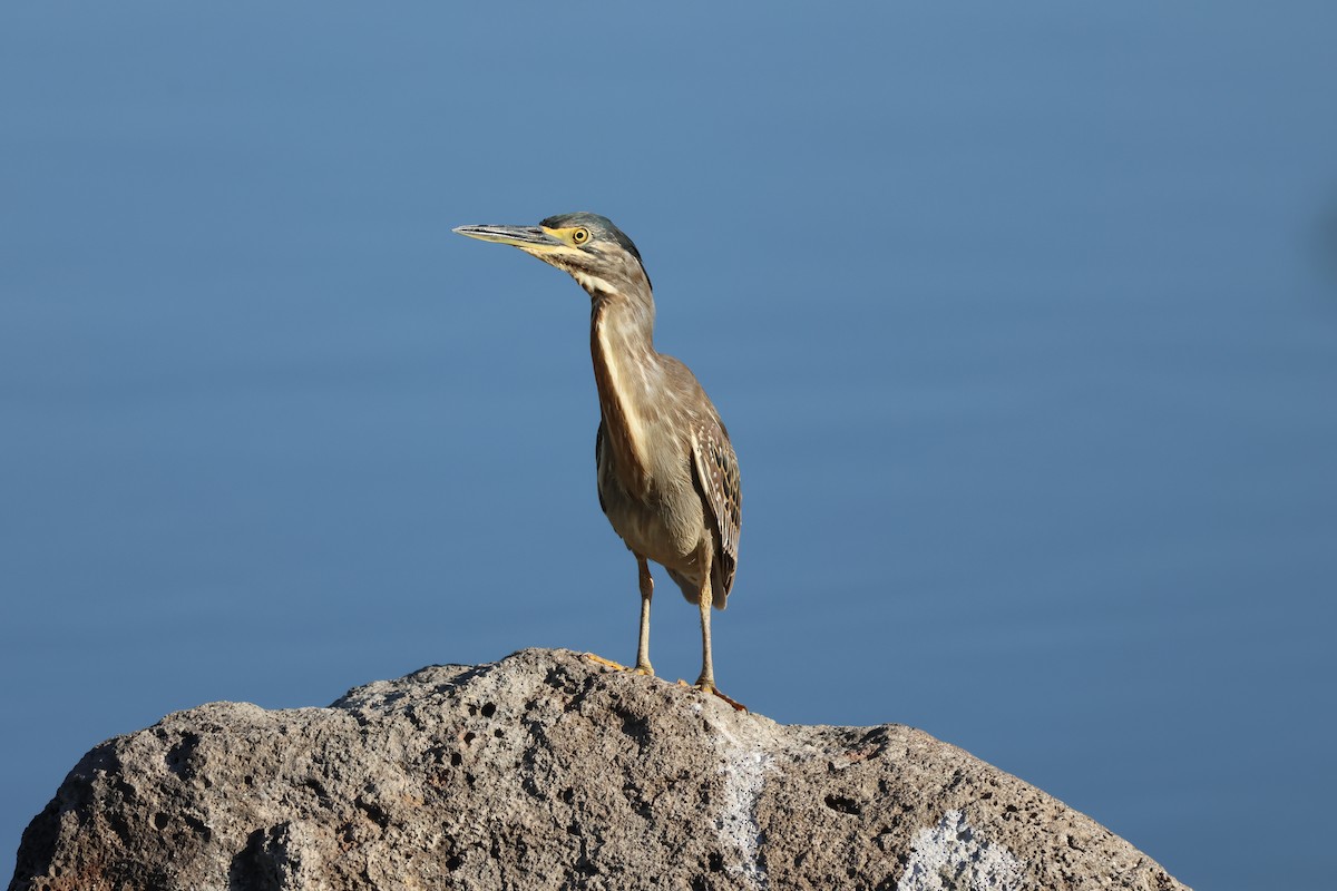 Little Heron - ML621227226