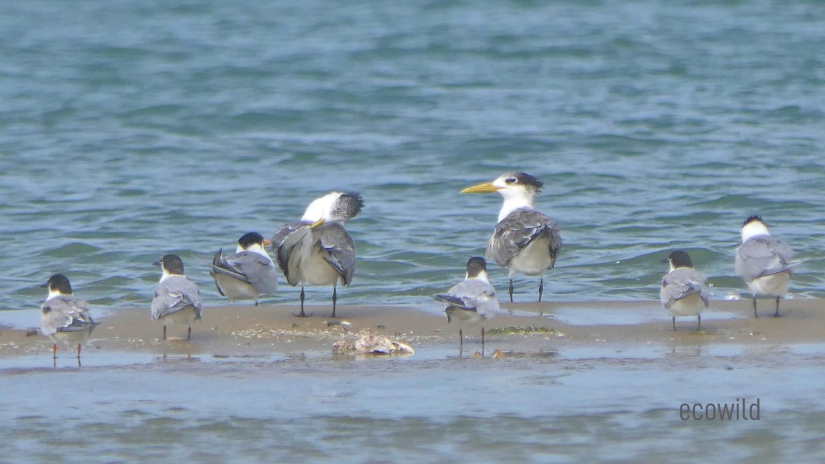 Great Crested Tern - ML621227237