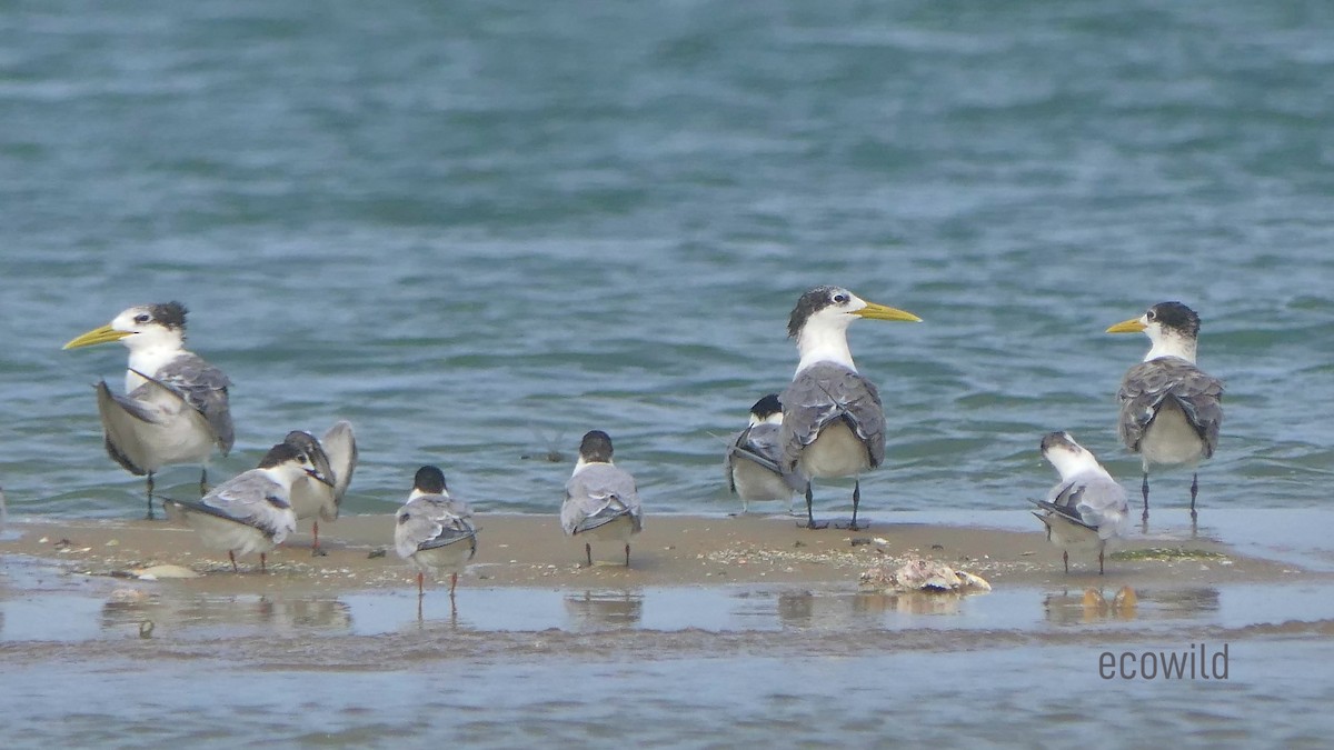 Great Crested Tern - ML621227239