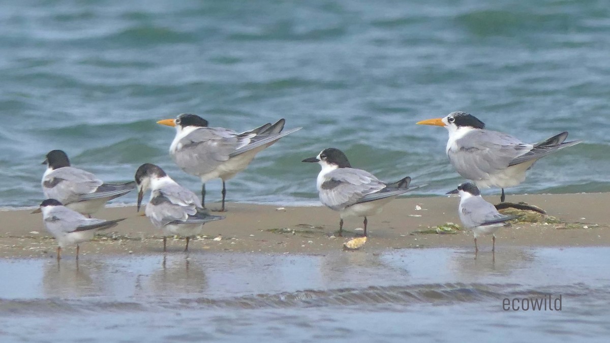 Great Crested Tern - ML621227242