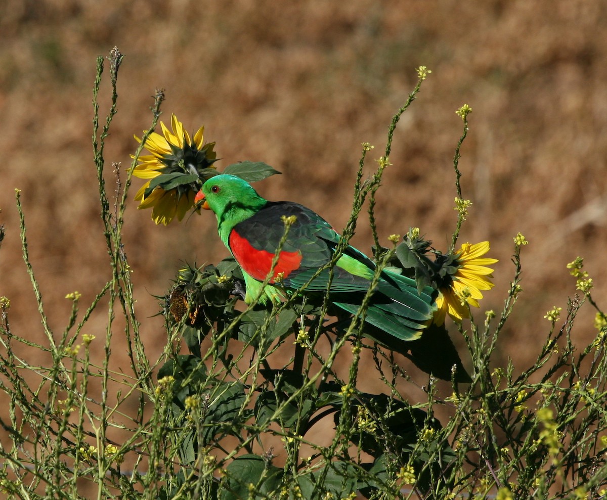 Red-winged Parrot - ML621227261