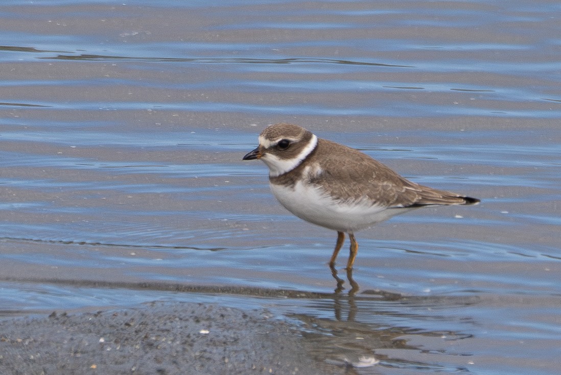 Semipalmated Plover - ML621227271