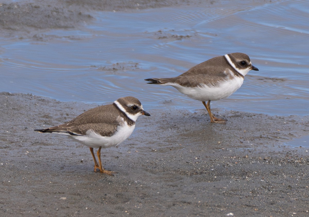 Semipalmated Plover - ML621227275