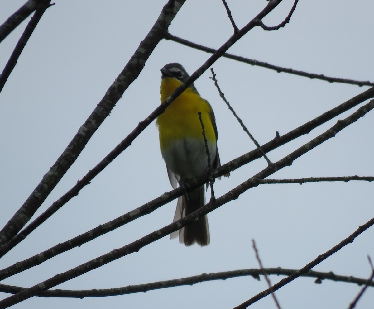 Yellow-breasted Chat - ML621227279