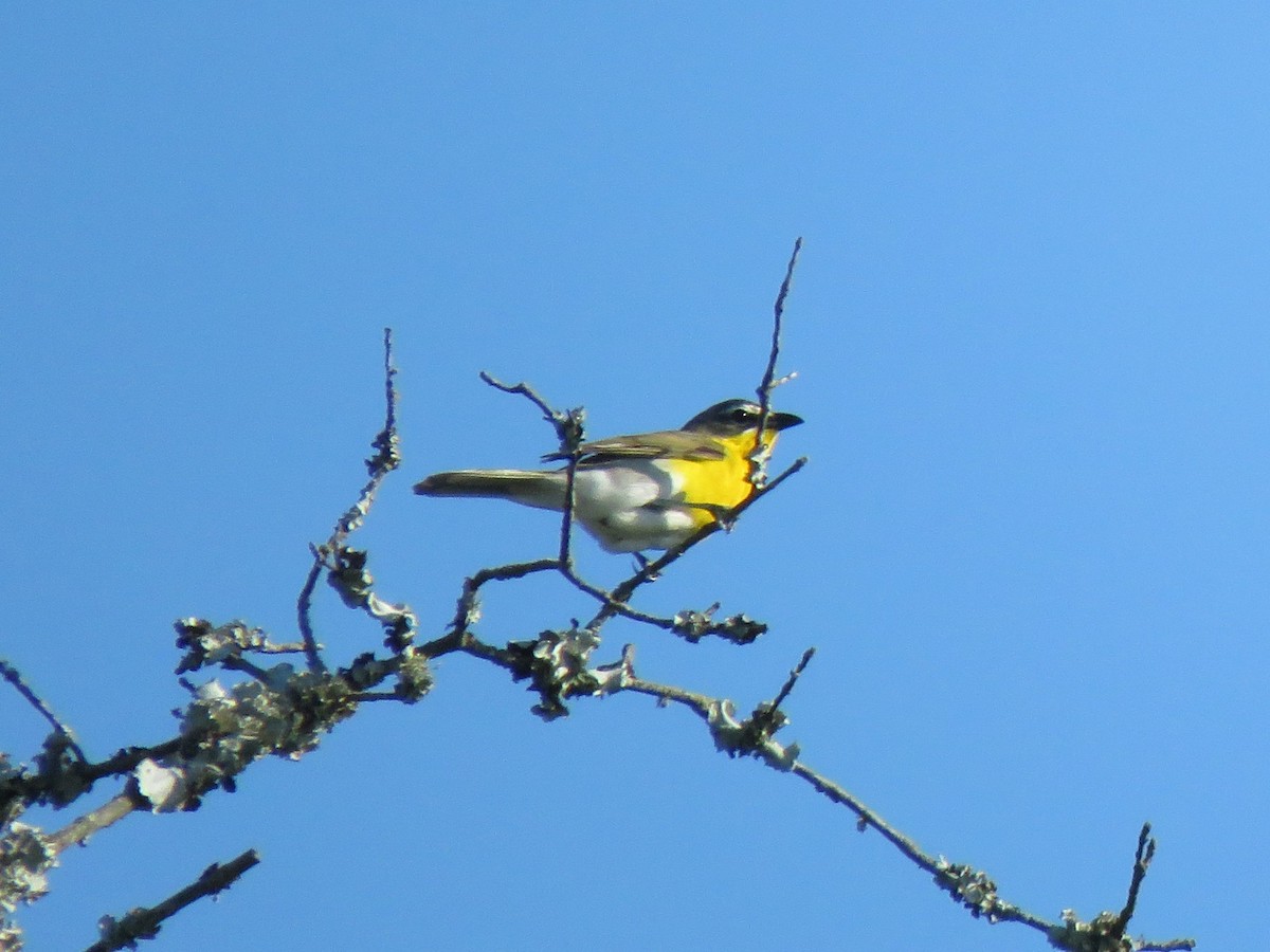 Yellow-breasted Chat - ML621227285