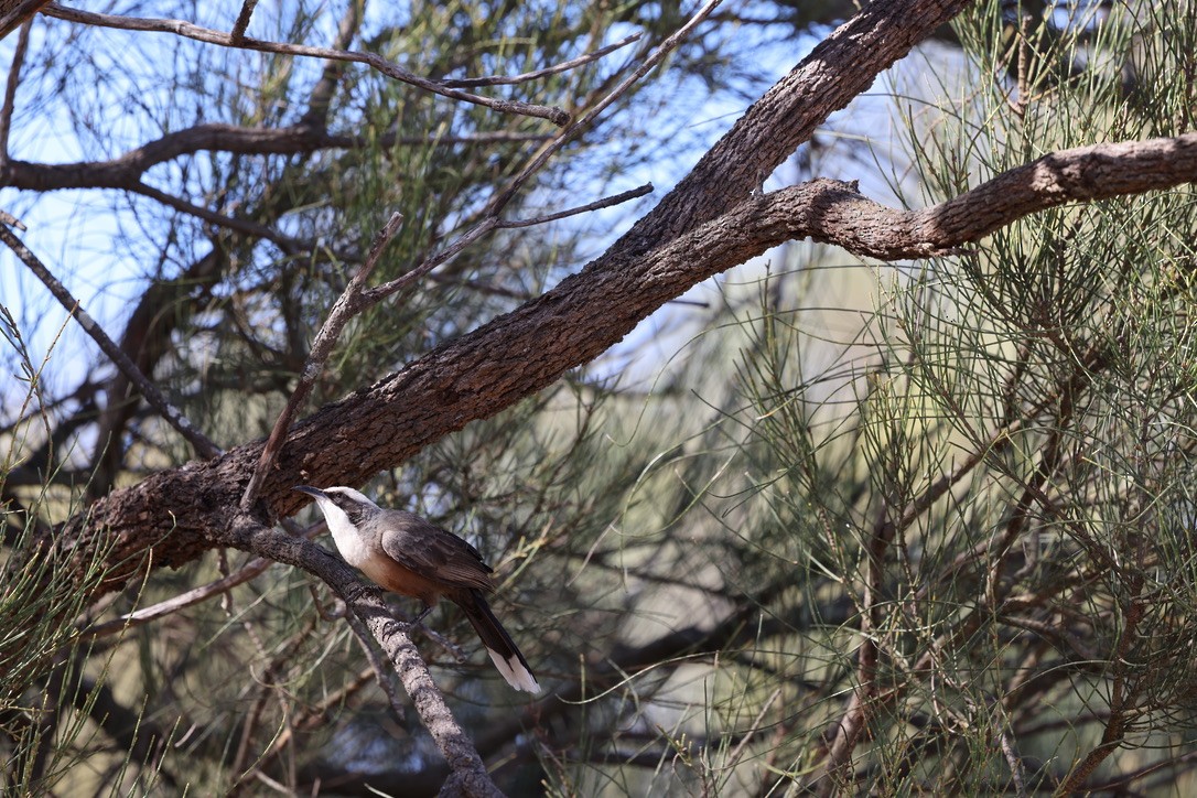 Gray-crowned Babbler - ML621227329