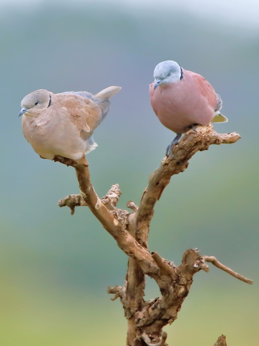 Red Collared-Dove - ML621227415