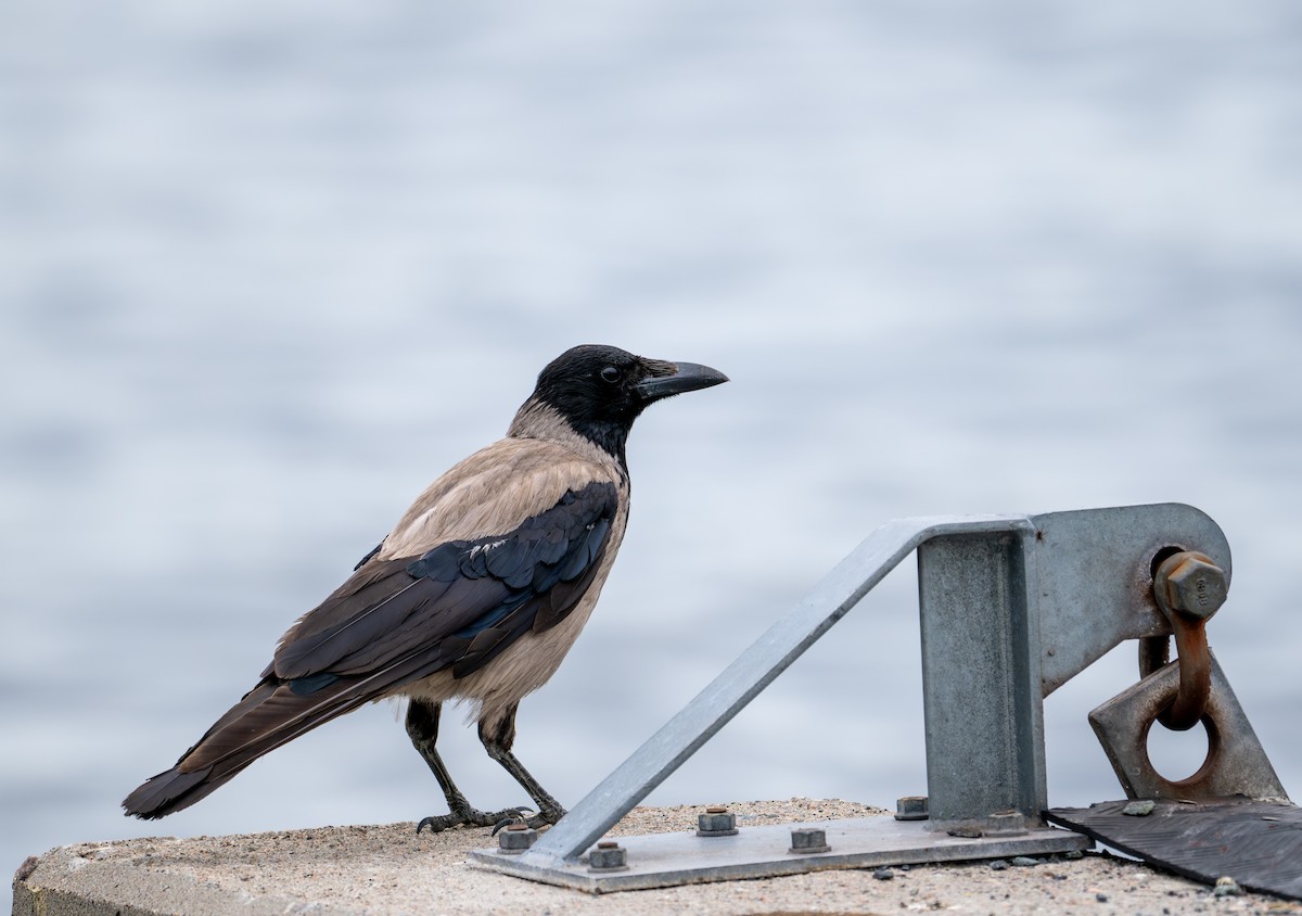 Hooded Crow (Hooded) - ML621227417