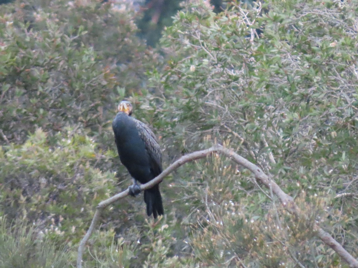 Great Cormorant (Australasian) - ML621227431