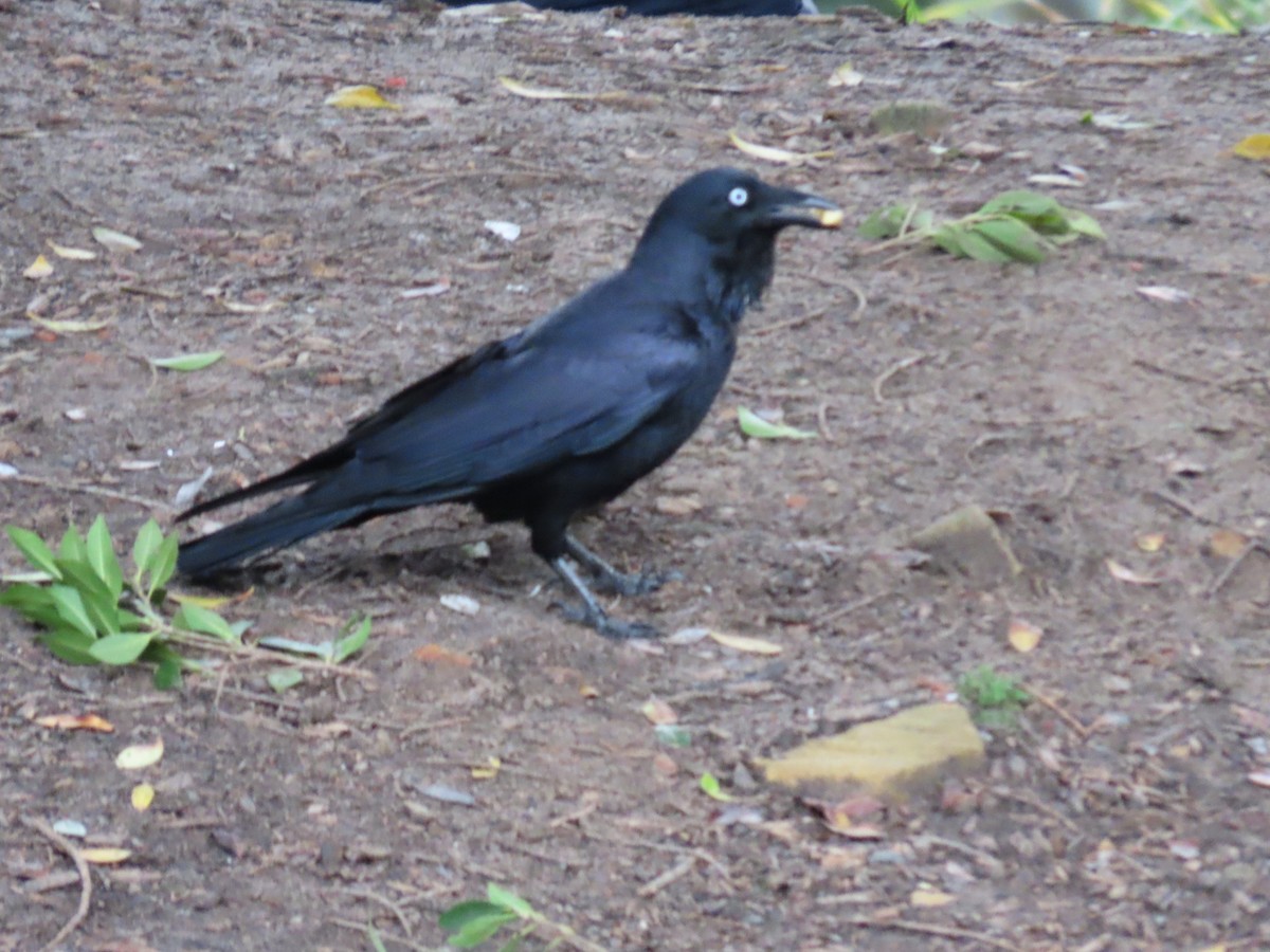Australian Raven - ML621227442