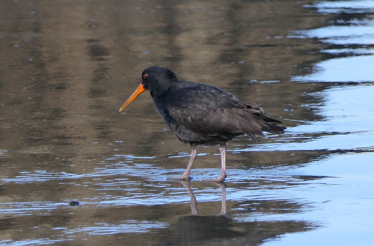 Variable Oystercatcher - ML621227461