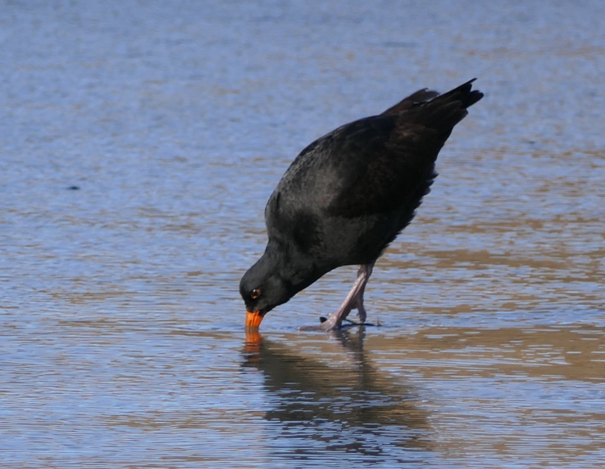 Variable Oystercatcher - ML621227462