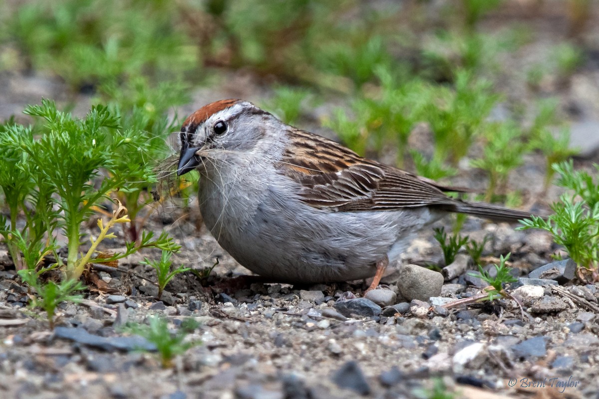 Chipping Sparrow - ML621227465