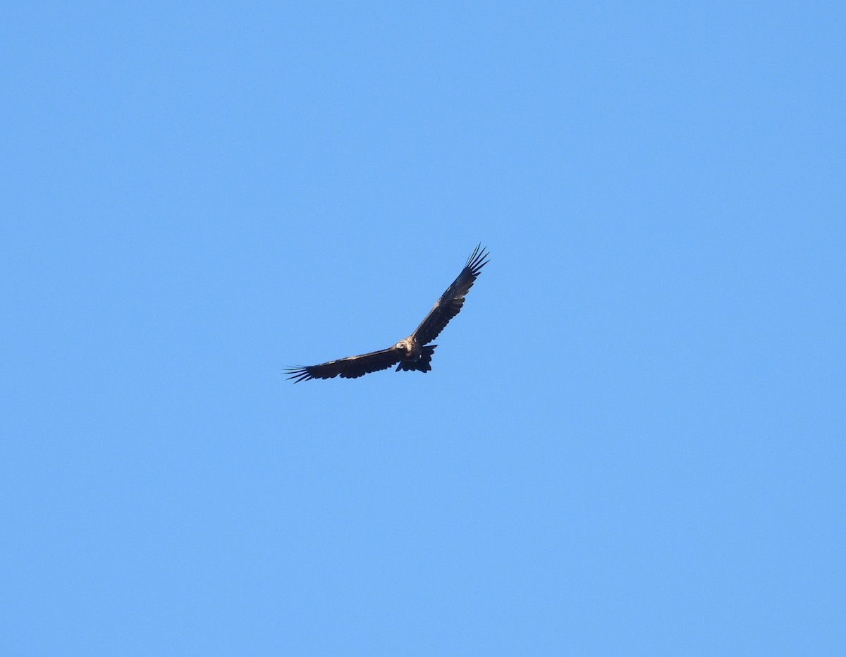 Wedge-tailed Eagle - ML621227474