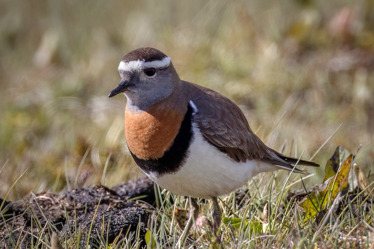 Rufous-chested Dotterel - ML621227488