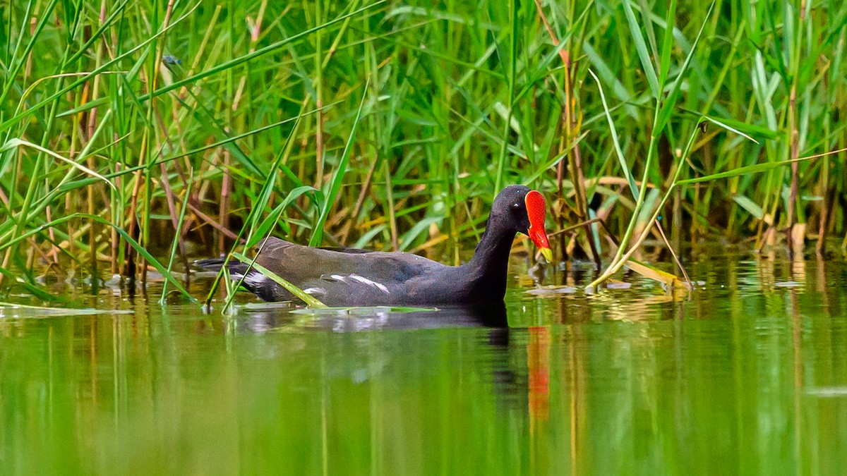 Eurasian Moorhen - ML621227500