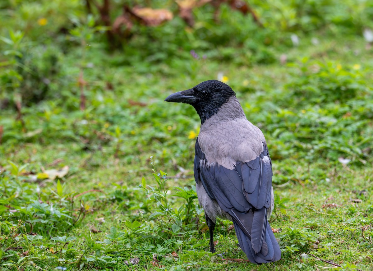 Hooded Crow (Hooded) - ML621227501