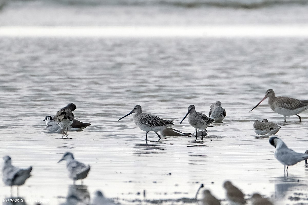 Asian Dowitcher - ML621227514
