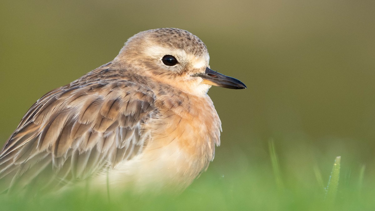 Red-breasted Dotterel - ML621227538