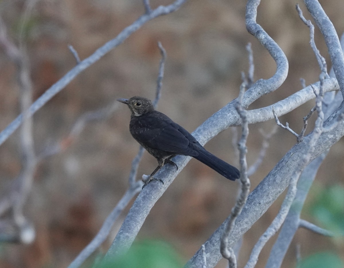 Eurasian Blackbird - ML621227549