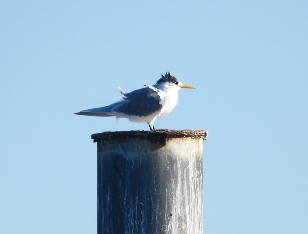Great Crested Tern - ML621227559