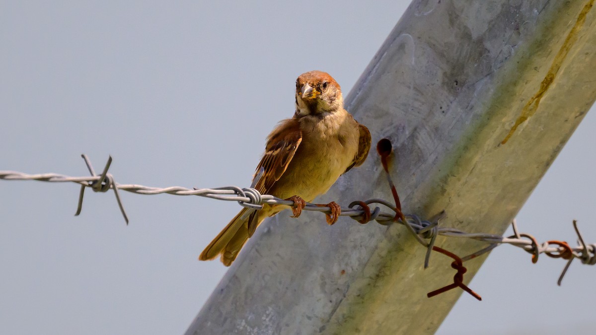 Eurasian Tree Sparrow - ML621227575