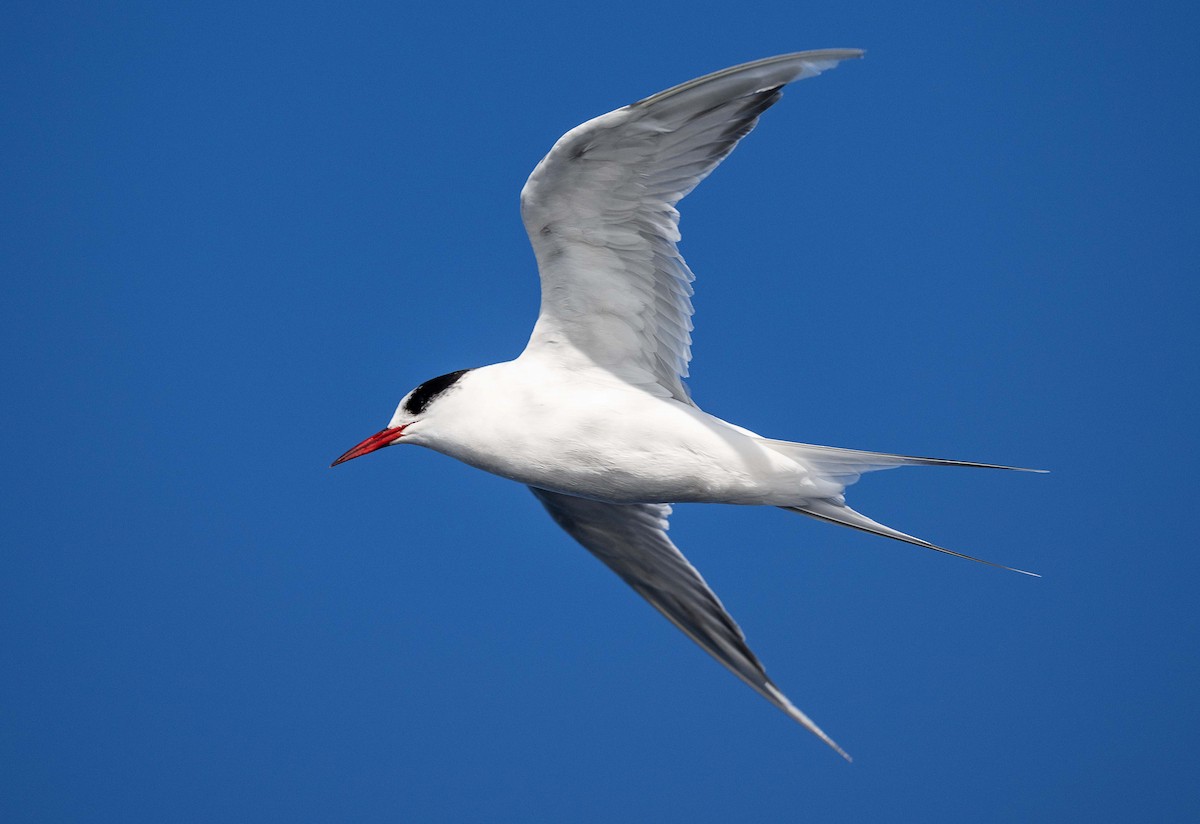 Antarctic Tern - ML621227601