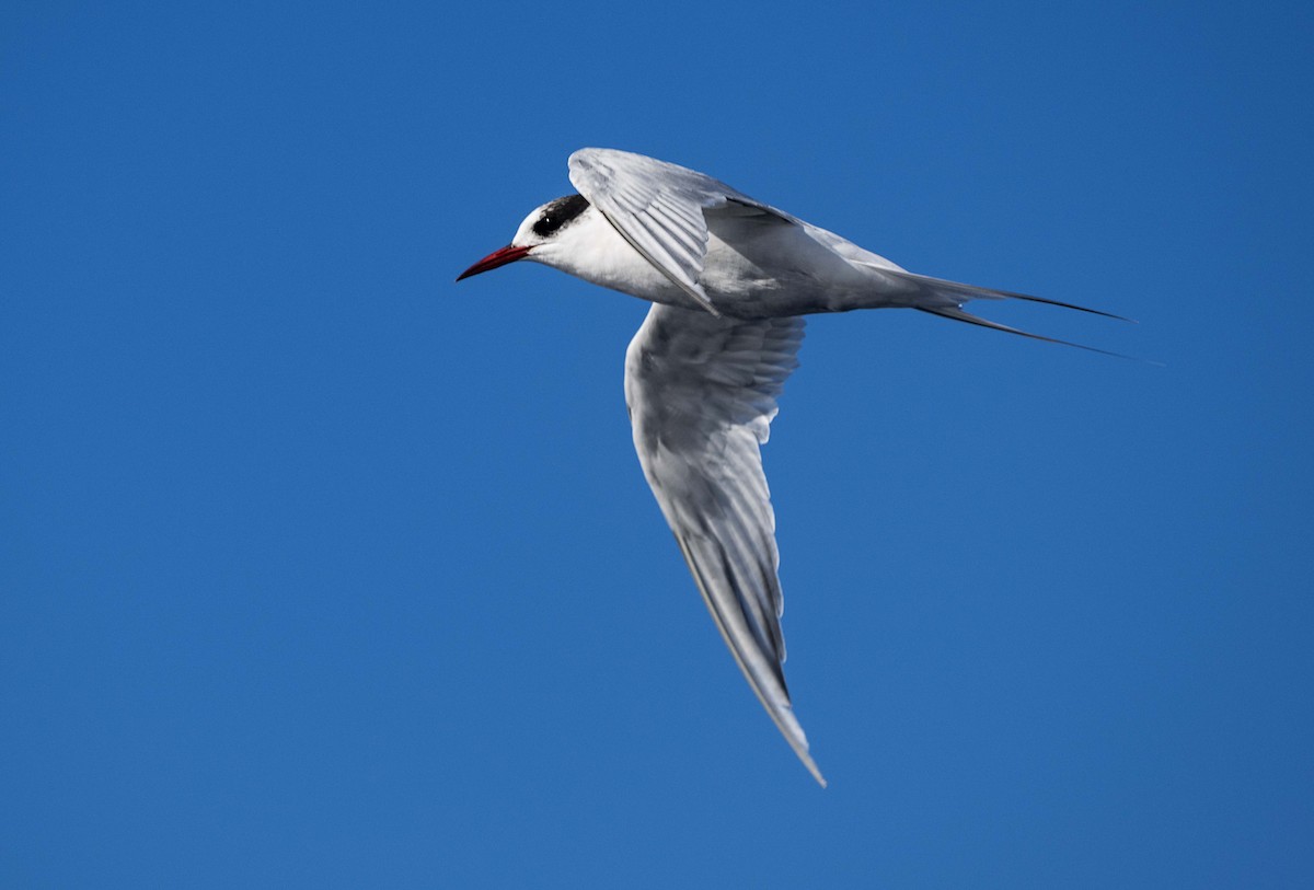 Antarctic Tern - ML621227608